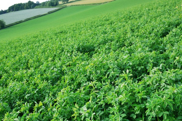 Разработка технологии возделывания озимого ячменя на основе методов программирования урожайности